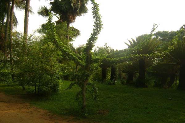 Sabujban Resort Plants